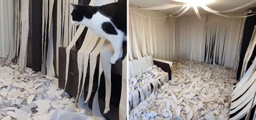 chat papier toilette
