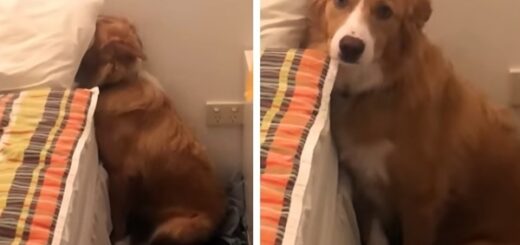 chien gronde après qu'il ait détruit un oreiller