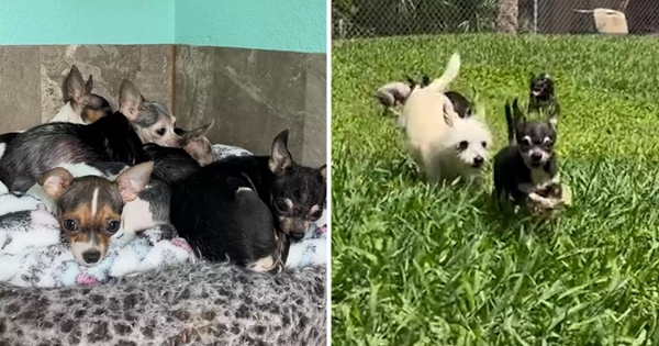 12 chihuahuas touchent l'herbe