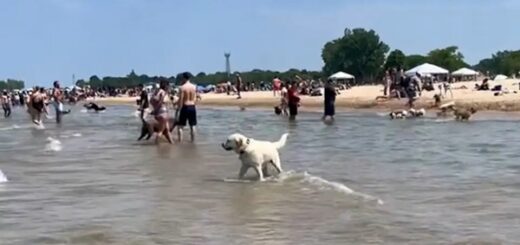 chien perdu plage
