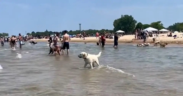 chien perdu plage