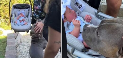 pitbull rencontre bébé