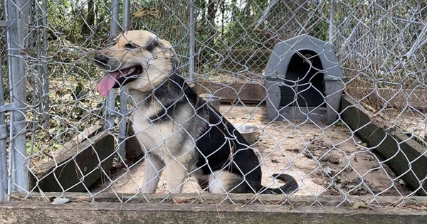 chien découvre la liberté et l'amour d'une famille