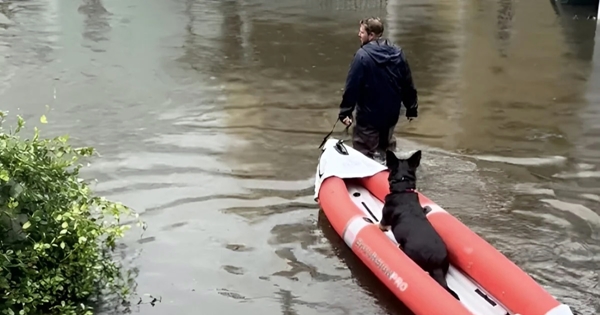 maître chien brave l’inondation