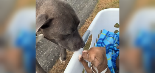 chien retrouve ses bébés