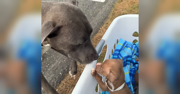 chien retrouve ses bébés