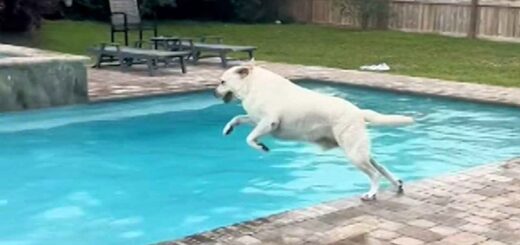 chien labrador ne veut pas sortir de la piscine