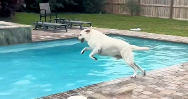 chien labrador ne veut pas sortir de la piscine